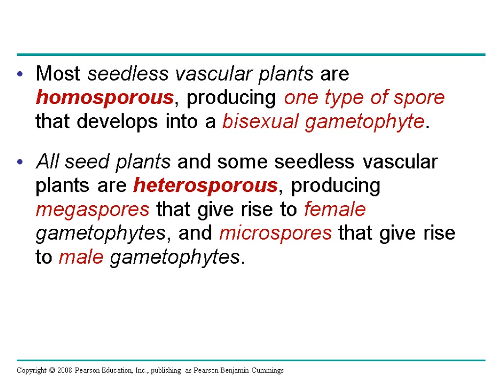 Most seedless vascular plants are homosporous, producing one type of spore that develops into